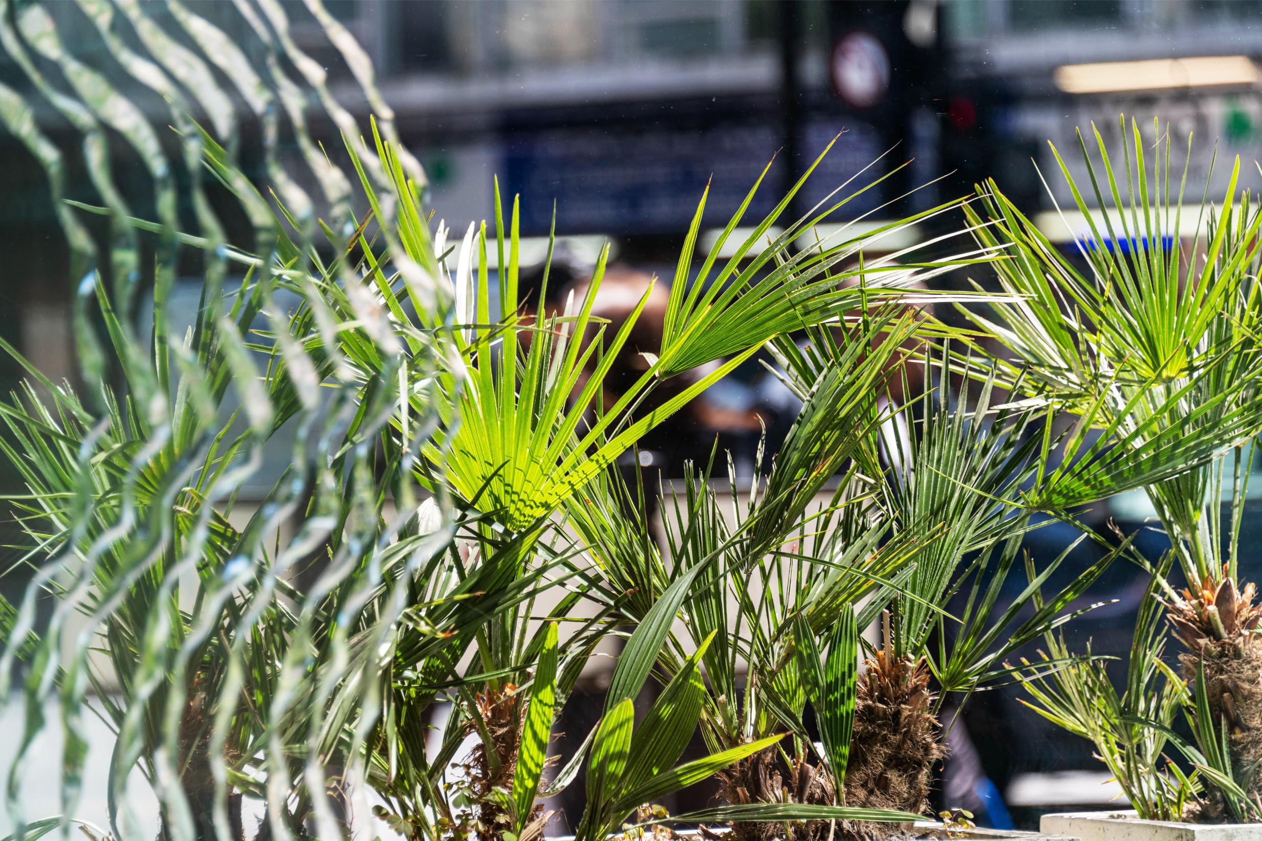 Kentia palms in sunlight